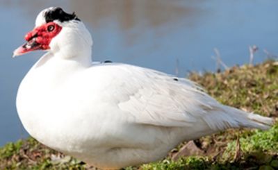 Story of Muscovy Duck | D'Artagnan