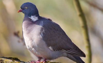 All About Wild Scottish Wood Pigeon | D'Artagnan