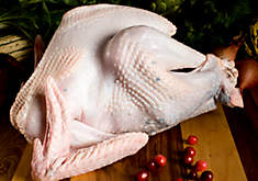Wild Turkey Wild Turkey